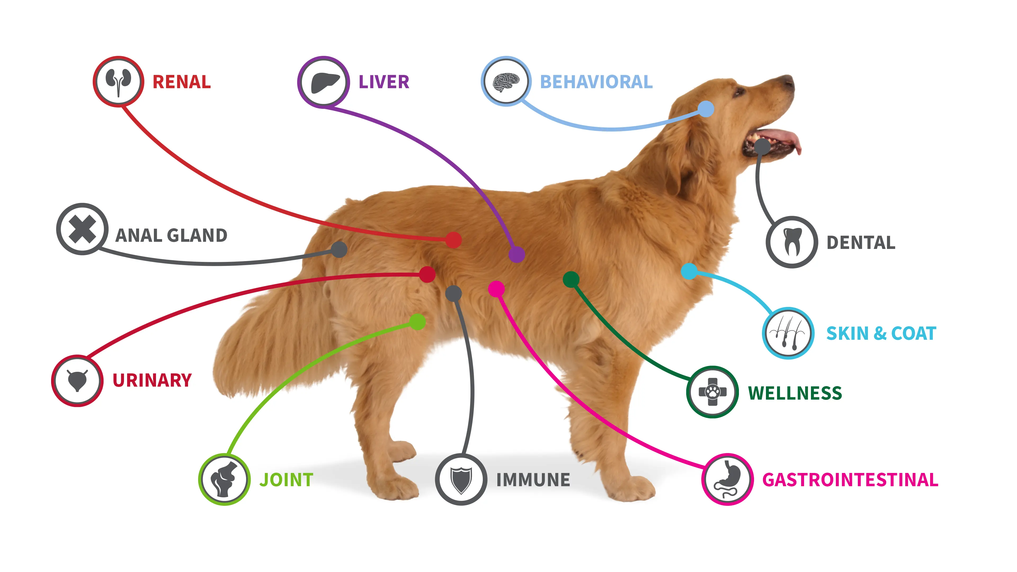 Infographic of dog
